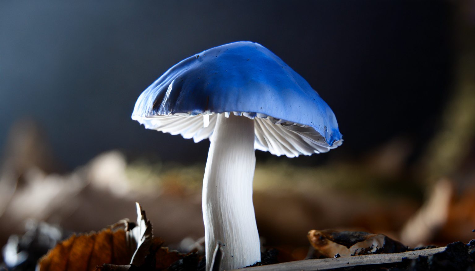 4.8 Firefly Ultradetailreiches Foto eines blauen Pilzes am Waldboden mit weißen Spitzen 78410